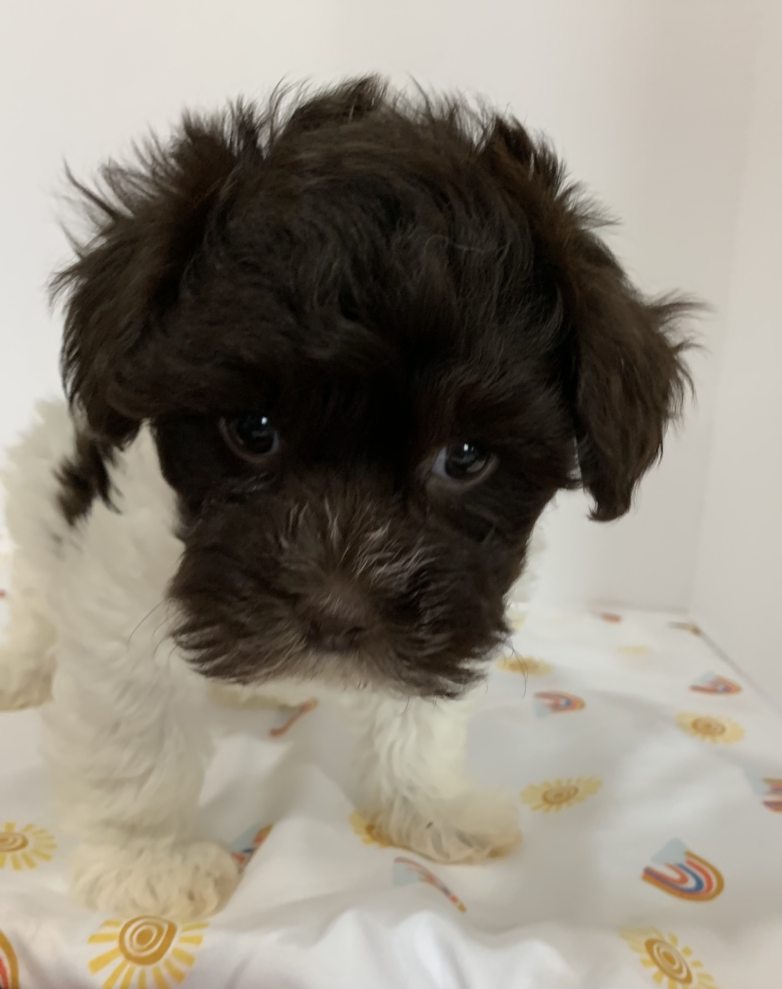 puppy, for, sale, Havanese, Debra K Lott, dog, breeder, Merit, TX, dog-breeder, puppy-for-sale, forsale, nearby, find, puppyfind, locator, puppylocator, aca